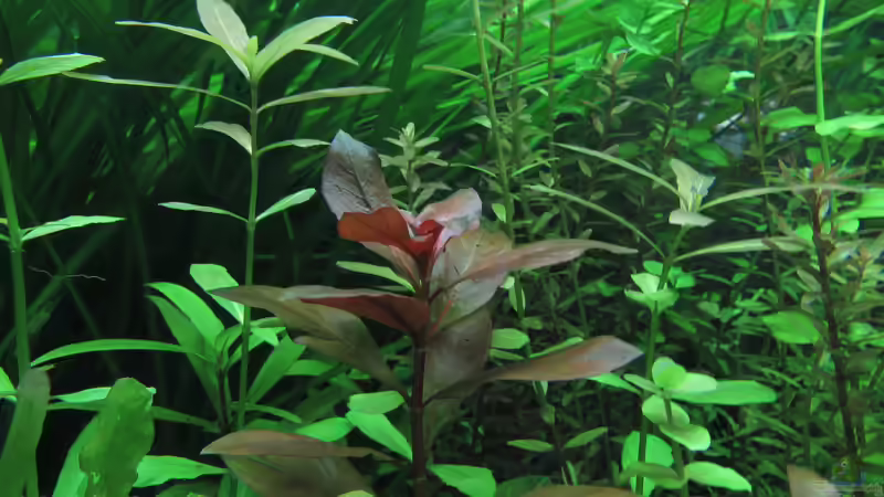 Ludwigia repens Rubin von Tigerlotus (23)