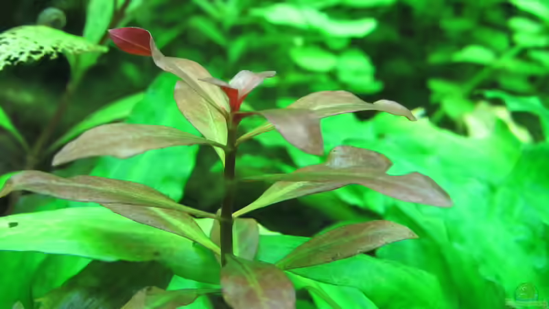 Ludwigia repens Rubin von Tigerlotus (26)