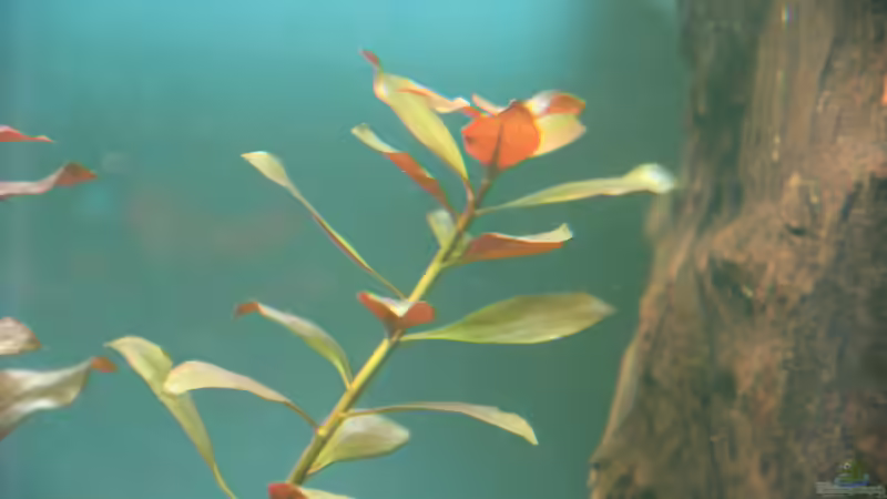 Ludwigia repens Rubin (Weinrote Rubin Ludwigia) von Jumata (8)