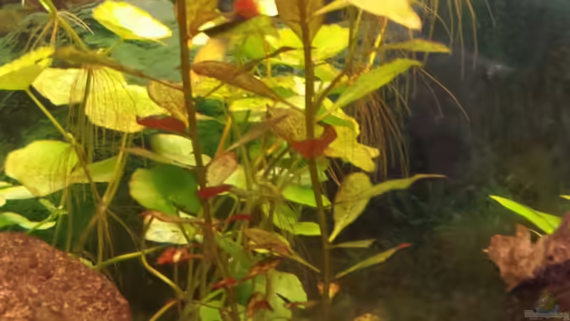 Ludwigia Repens und Wassernabel von smirot (5)