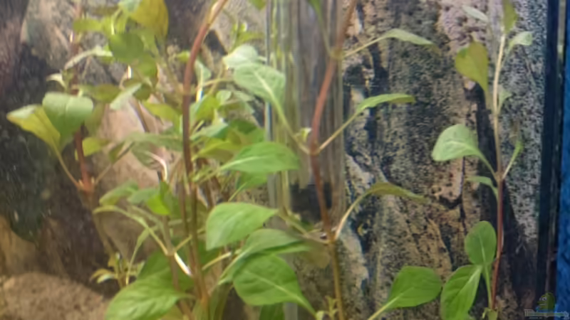 Ludwigia repens von Frank S (9)