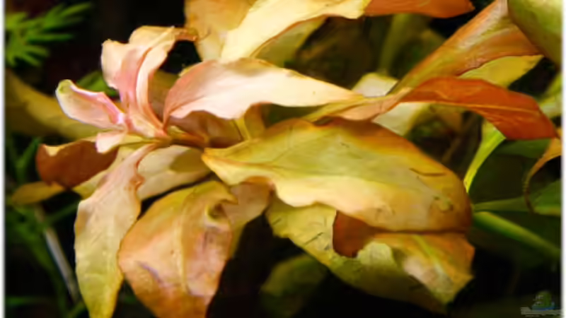 Ludwigia repens von Ralf64 (44)