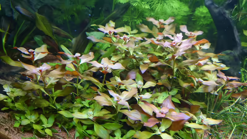 Ludwigia repens von Stefan von Oettingen (16)