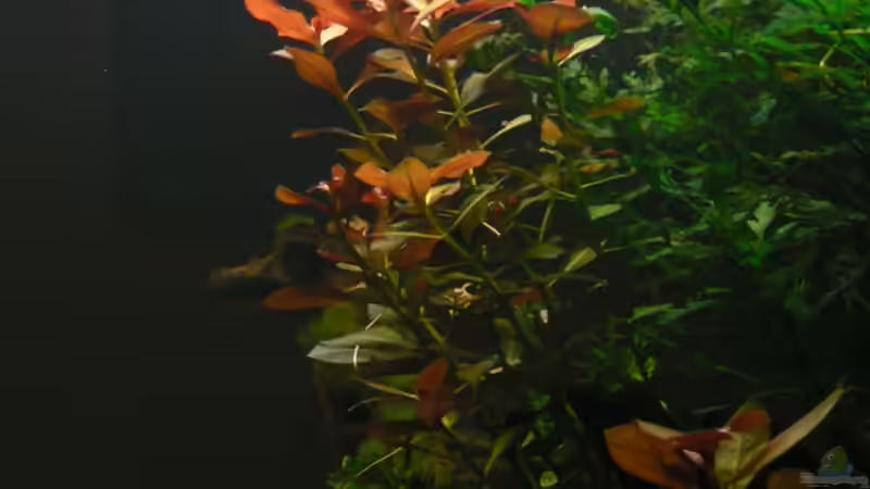 Ludwigia repens von Zapfenmanderl (27)