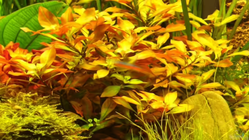 Ludwigia repens x arcuata (Goldbraune Ludwigie) von Tiberius (7)