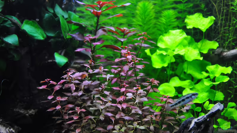 Ludwigia ´Rubin´ von Michael Z. (11)