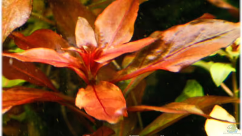 Ludwigia ´Rubin´ von Ralf64 (43)