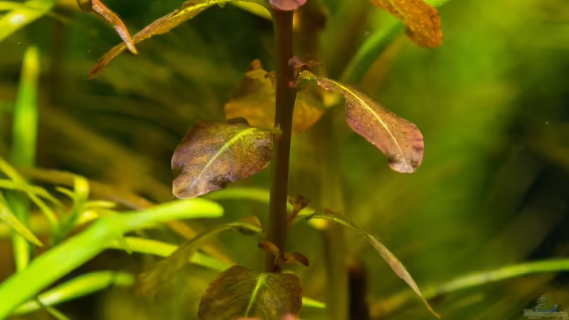 Ludwigia senegalensis 24.08.15 von Betta Chris (43)