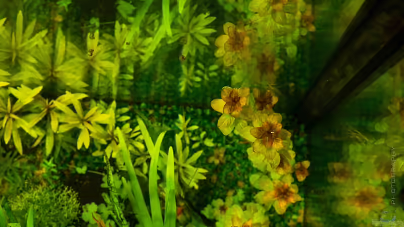 Ludwigia Senegalensis aus der Topview 19.08.15 von Betta Chris (42)