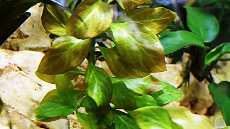 Ludwigia sp. ´Atlantis´ von Sarah_Schneider (13)