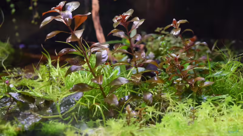 Ludwigia sp. Super Red emerse Form von Junglist (64)
