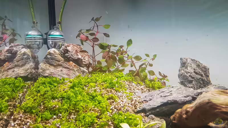 Ludwigia sp. Super Red u. Micranthemum Monte Carlo von TommyR (18)