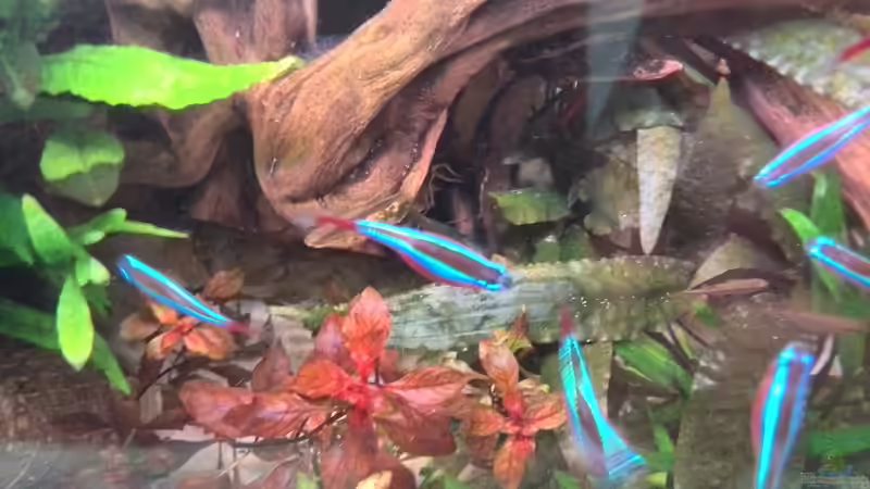 Ludwigia sp. ´Super Red´ von Neons umzingelt von Vancouver2010 (23)