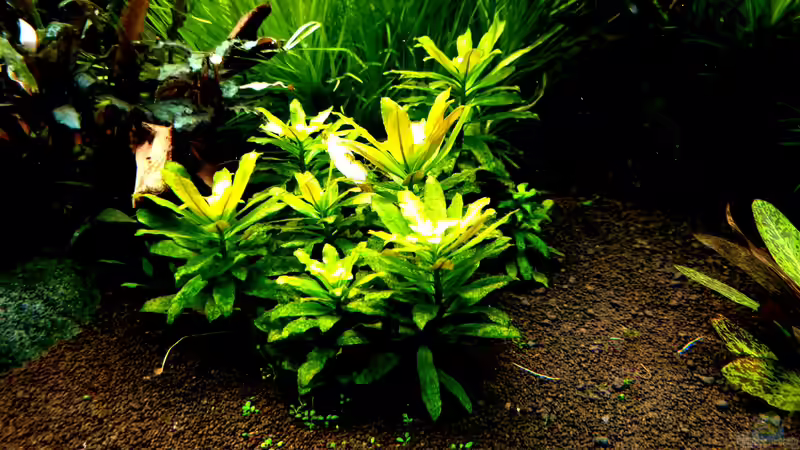 Ludwigia sphaerocarpa von Comander (10)