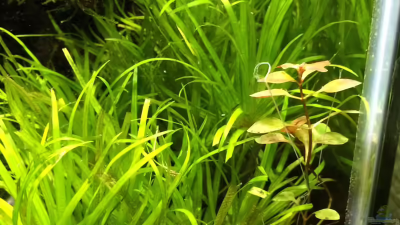 Ludwigia Super Red von Ayahuasca (100)