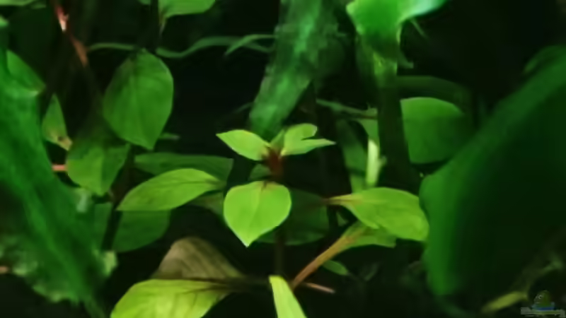 Ludwigia Super Red von Helene (18)