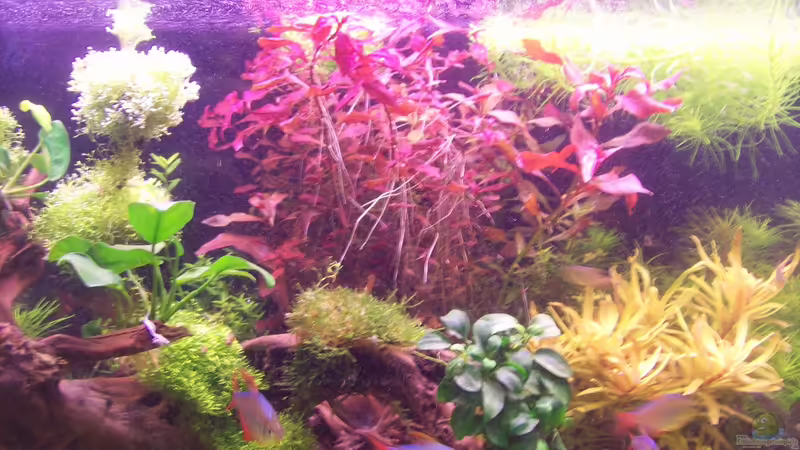 Ludwigia Super Red von Lotte und Hendo (19)