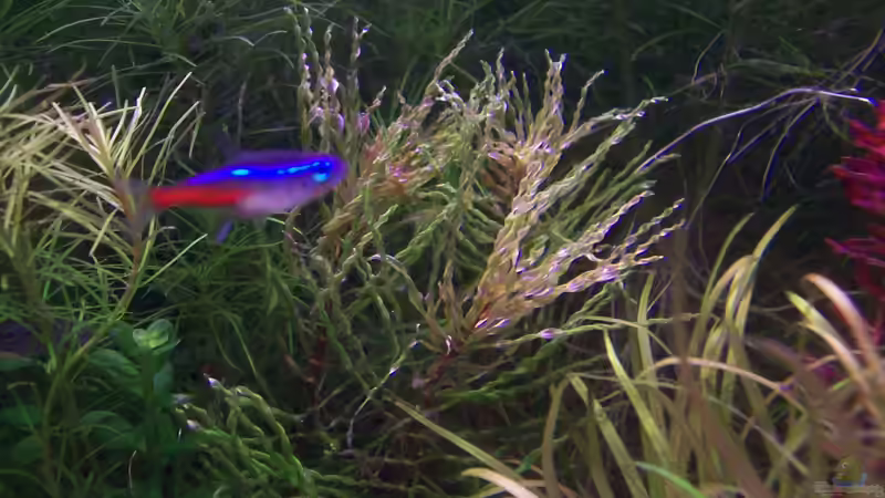 Ludwigia Tornado Red von Lotte und Hendo (38)