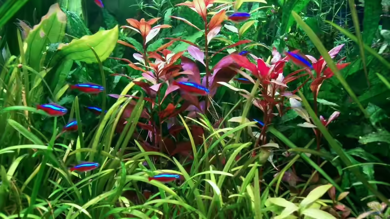 Ludwigia und Neons von Dieter Wiesmann (6)