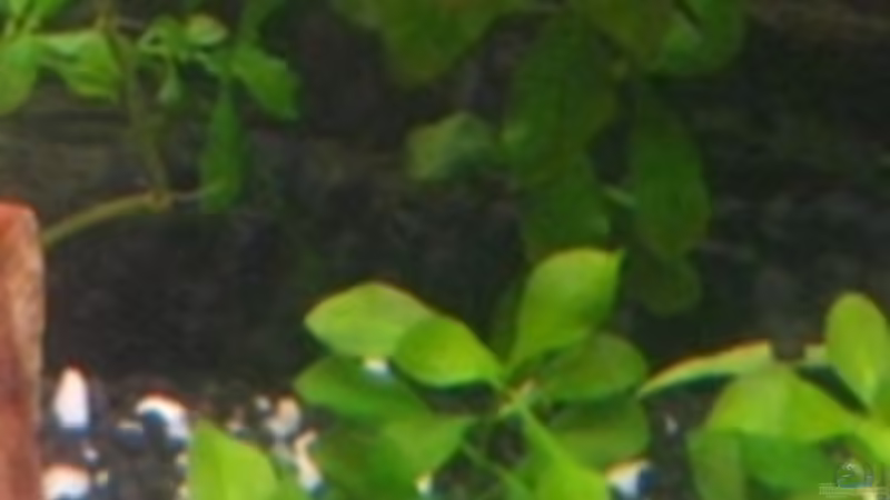 Ludwigia von DanBri (15)