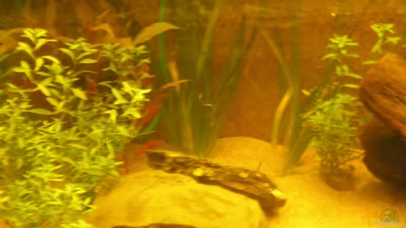 ludwigia von Franz Berger (5)