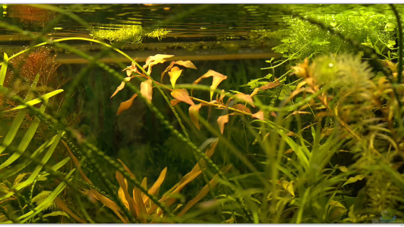 Ludwigia von hotwheelz (20)