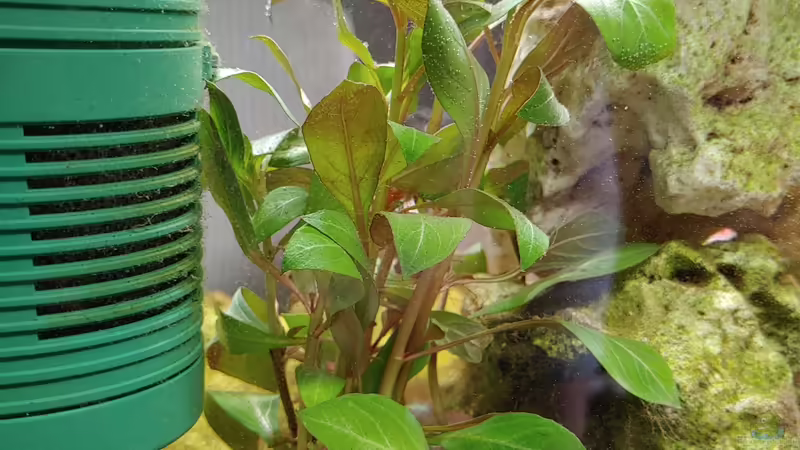 Ludwigia von Juno (6)