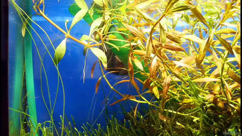 Ludwigia will blühen :) von Ingrid Jung (13)