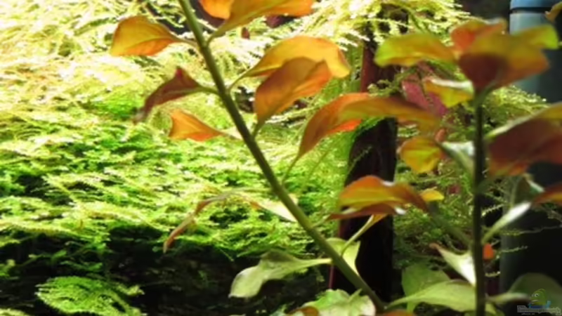 Ludwigie  von Sarah (13)