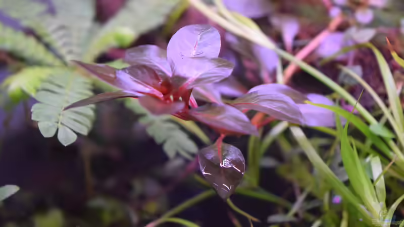 Ludwigie sp. Super Red emerse Form von Junglist (24)