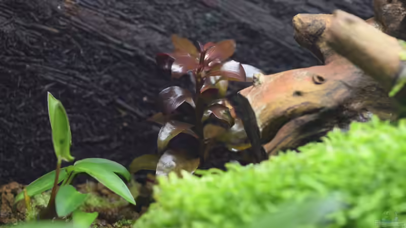 Ludwigie ssp. Super Red emers gezogener Kopfsteckling von Junglist (8)