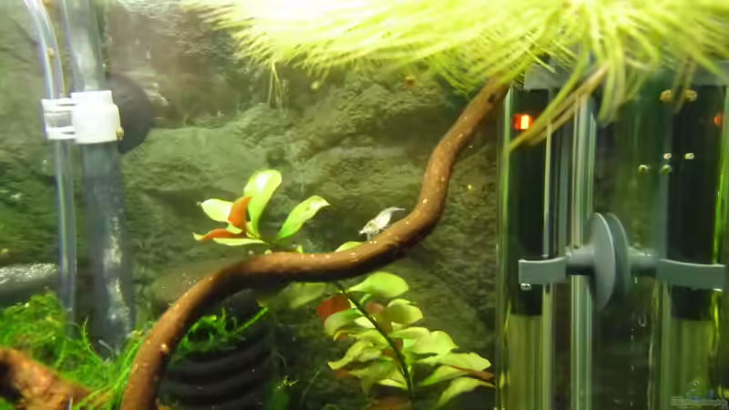 Ludwigie und schwimmendes Hornkraut von Gabi Schmidt (6)