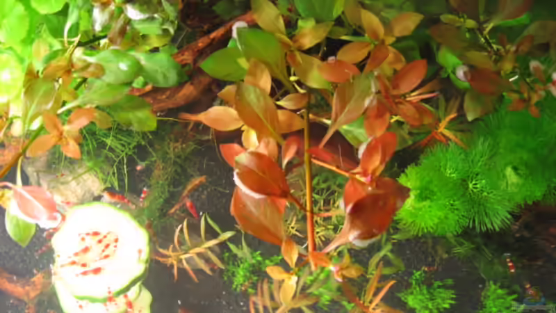 Ludwigie von Gerd Zimmermann (13)