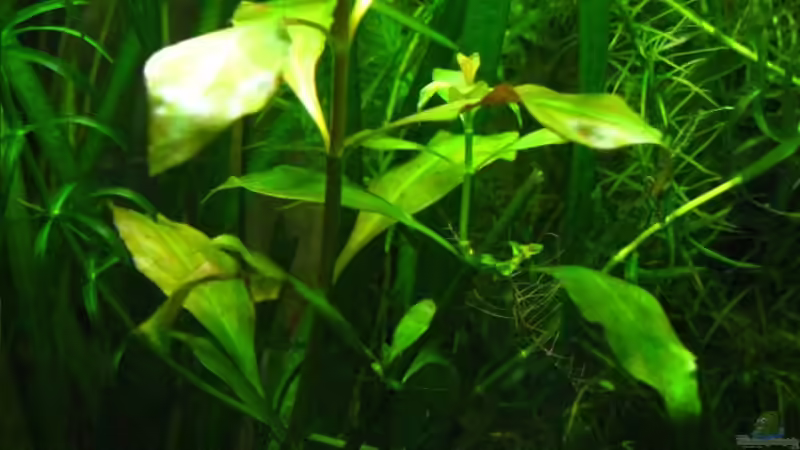 Ludwigie von Marlone (7)