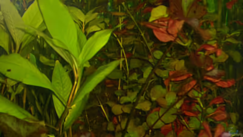 Ludwigien und Tigerlotus von Susanne Schmohl (17)