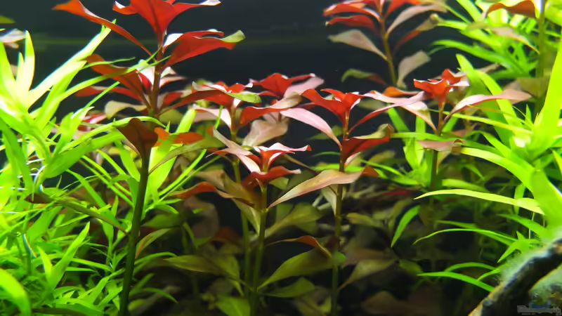 Ludwigienhecke von axolotl (21)