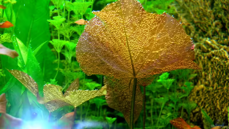 Luftbläschen an der Nymphaea lotus var. rubra von Sven Seibert (60)