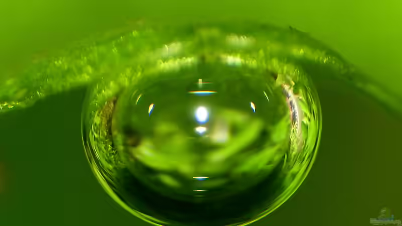 Luftblaserl von Helmut Kreutmayer (7)