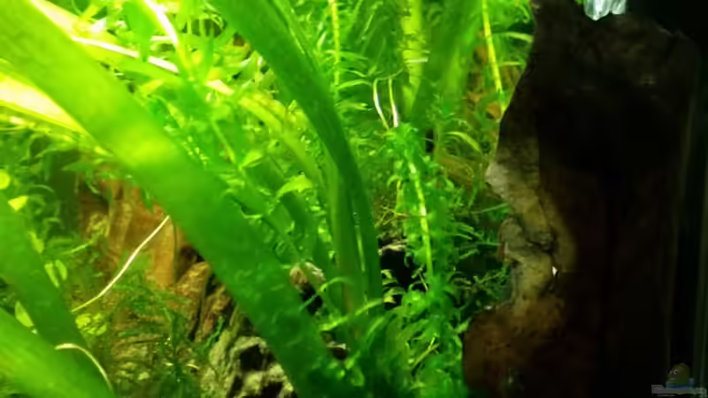 Luftheber hinter SMBB ... von Betta Chris (7)