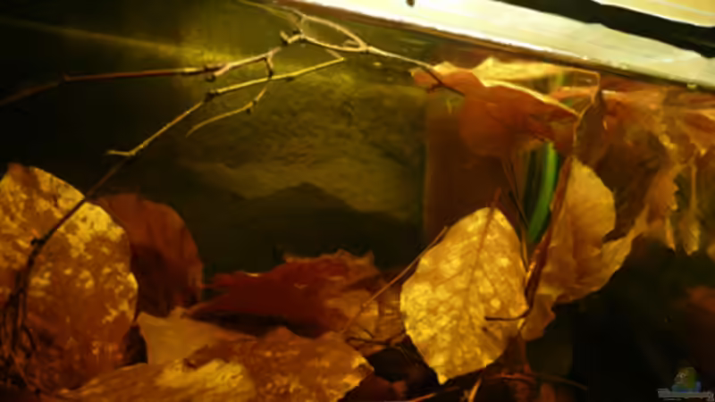 Luftheber von Cichlid Power (8)