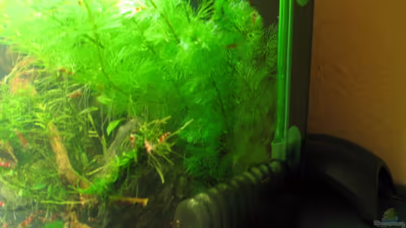 Luftheber von Gerd Zimmermann (17)