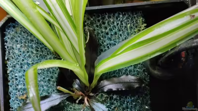 Lufzheber Eigenbau  von Garnelenonkel (11)