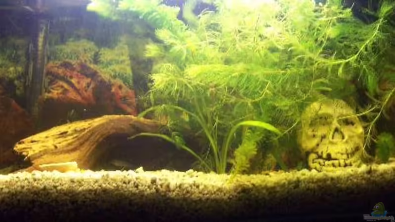 Luisianna Swamp von Christian Seelos (1)