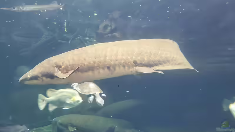 Lungenfische - Die erstaunlichen Überlebenskünstler der Evolution