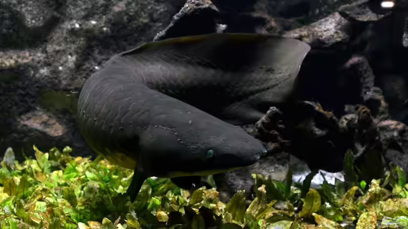 Lungenfische - Die erstaunlichen Überlebenskünstler der Evolution