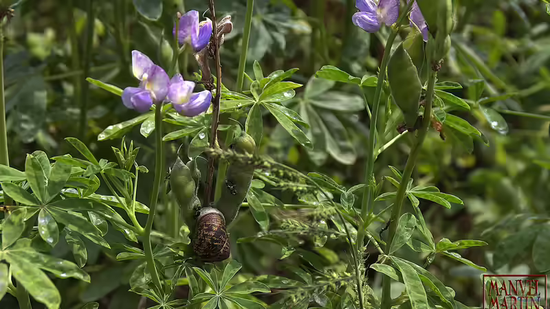 Lupinen - Die Wunderpflanzen der Zukunft?