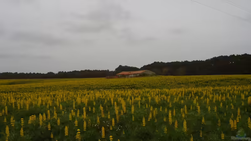 Lupinen - Die Wunderpflanzen der Zukunft?