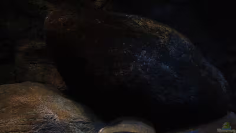 Lupingu Weibchen im Becken von Florian Bandhauer (19)