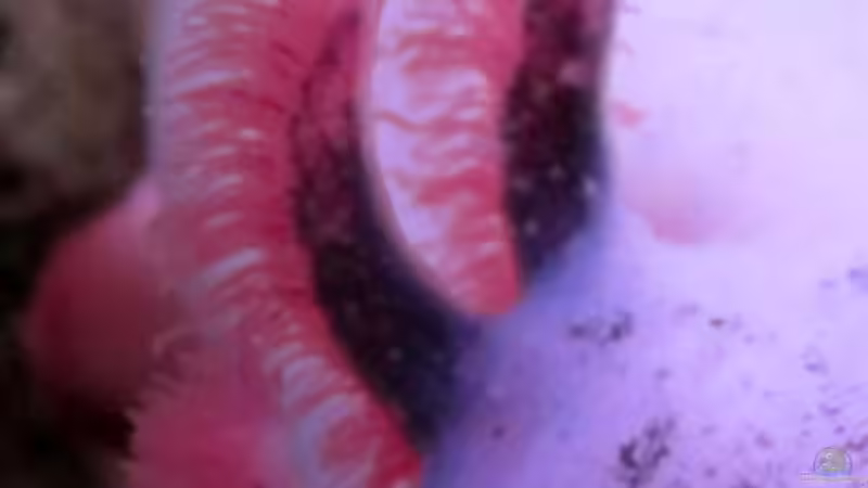 Lurch-Kiemen aus der Nähe von Una (22)