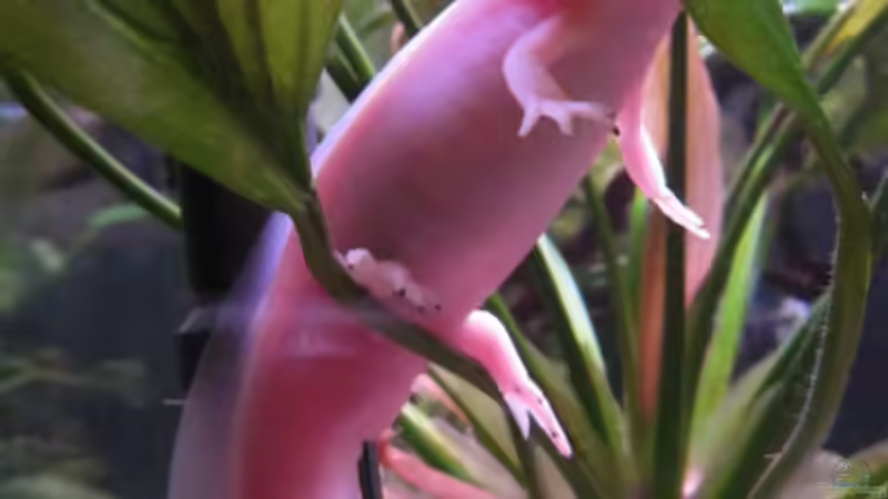 Lurche können auch Sitzen *gg von Una (24)